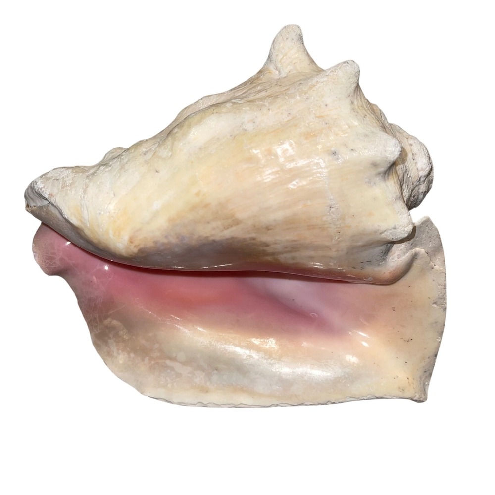 Large Natural Conch Shell Pink Interior Nautical Beach Decor Display Door Stop‎